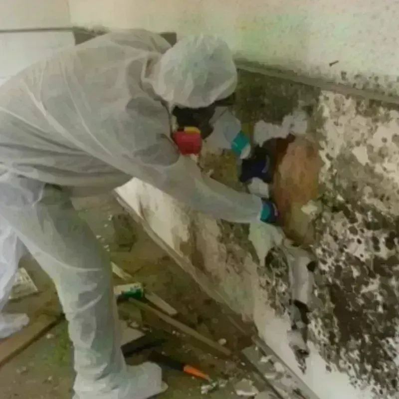 Mold Remediation and Removal in Georgetown, PA